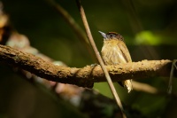 Datlicek olivovy - Picumnus olivaceus - Olivaceous Piculet 1183